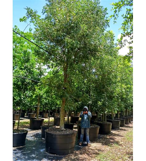 CONTAINER GROWN TREES FOR SALE IN SOUTH FLORIDA Swietenia Mahagoni (Mahogany Tree, West Indies ...