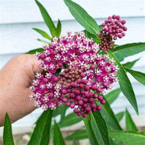 Swamp Milkweed – Pinetree Garden Seeds