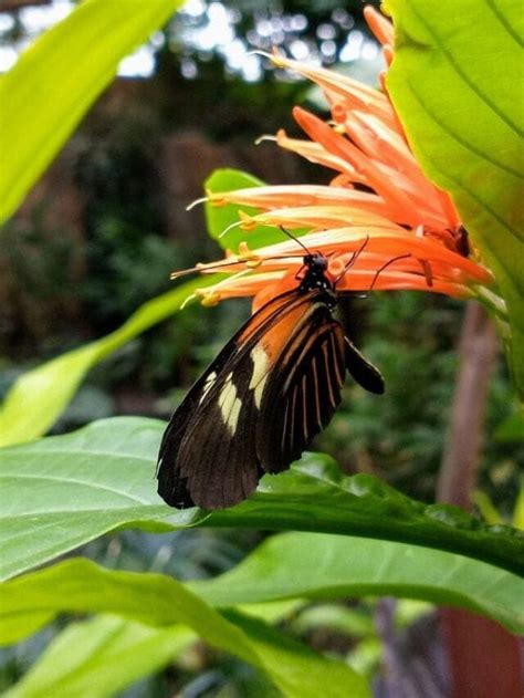 Step Into Spring at Meijer Gardens Butterfly Exhibit