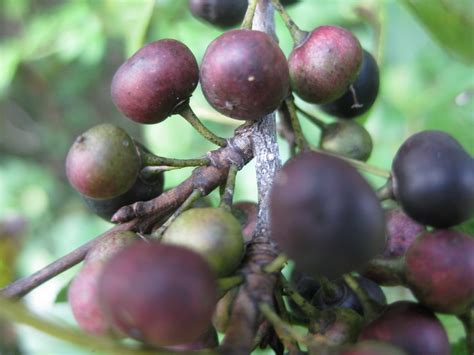 Trees: Trying to identify a common tree with small round fruits