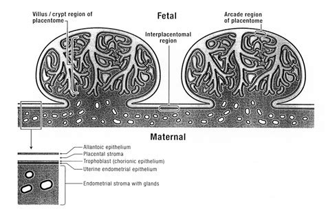 Figure 5 from The bovine placenta before and after birth: placental development and function in ...