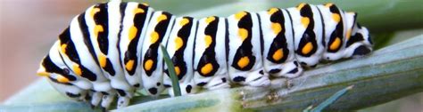 Q: What kind of caterpillar is this? It looks similar to a monarch butterfly caterpillar but I ...