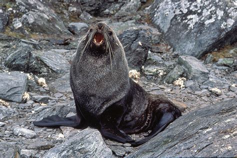 Antarctica gallery fur seal