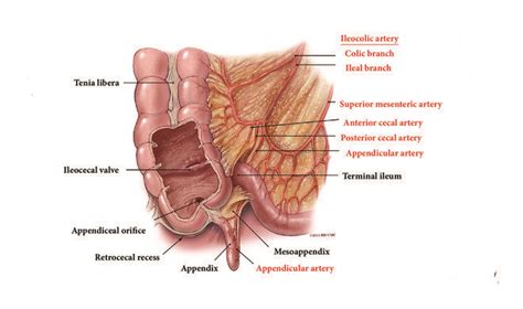 Cecum Anatomy, Cecum Location, Cecum Function, Cancer, 53% OFF