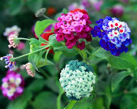 Lantana Seeds Mixed Colors Exotic Flower Seeds to Plant - Etsy