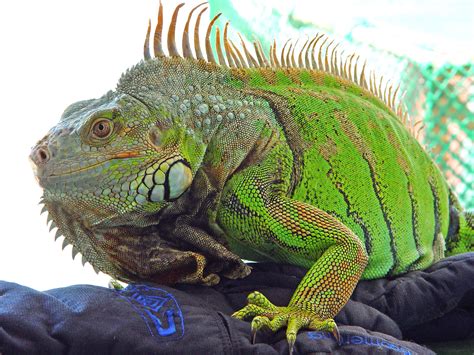 Iguana Facts And Truth