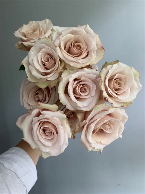 “Quicksand” Blush Roses | Blush roses, Light pink flowers, Flower ...