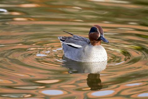 Teal Duck stock photo. Image of duck, europe, water, nature - 23844806