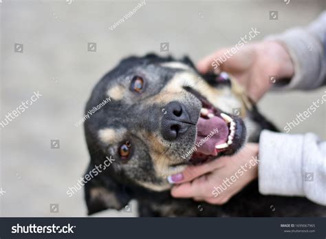 291 Dachshund Smiling Teeth Images, Stock Photos & Vectors | Shutterstock