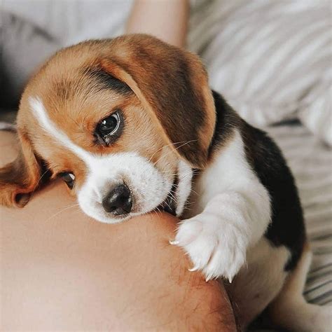 Pin on Beagle | Cute dogs, Cute beagles, Puppies