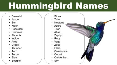 List of Hummingbird Names: Naming Ideas for Birds - Pet Names Vocab