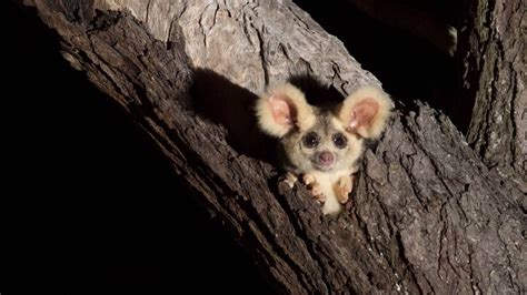 The precarious nature of greater glider habitat in Queensland