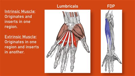 What Climbers Should Know About Lumbricals (Pain After Climbing Pockets) — Hooper's Beta