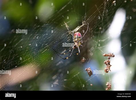 Spider web close up Stock Photo - Alamy