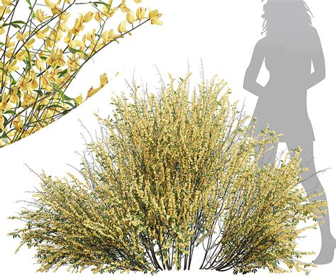 Cytisus scoparius Bush