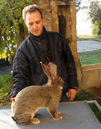 Flemish Giant Rabbit Cage