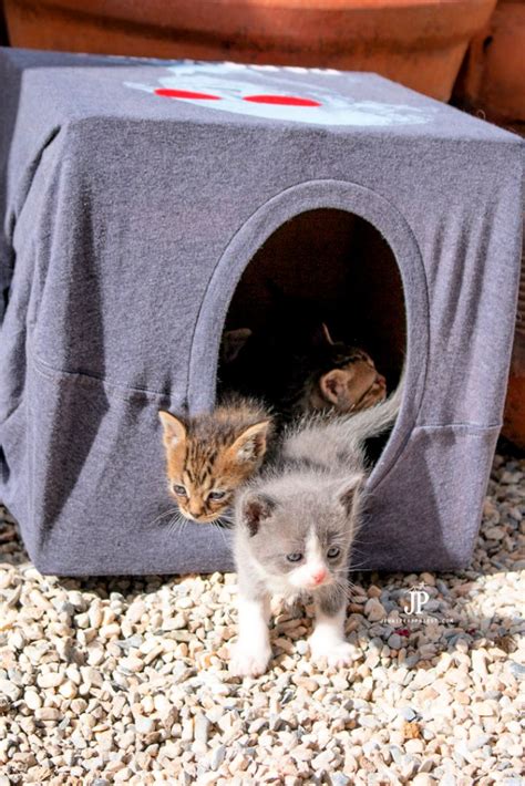 20 Easy DIY Cat House Plans out of Recycled Materials