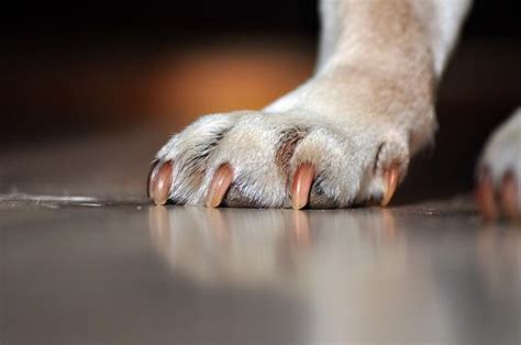 7 Dog Paw Problems - Causes, Symptoms and Treatment With Pictures