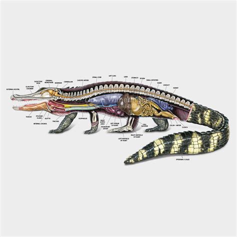 American alligator anatomy – drawnbydawn