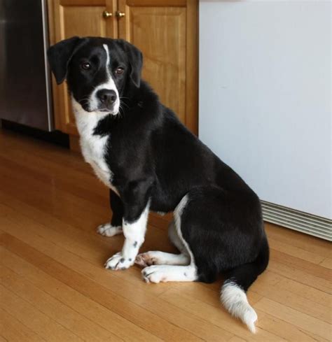 Mimi is a sweet, shy border collie/lab mix, about 1 year old and 45lbs ...