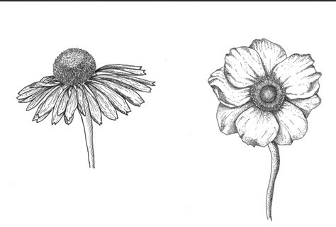 Floral Illustration- Learn to draw Assorted Flowers- Ink Pen Sketching ...