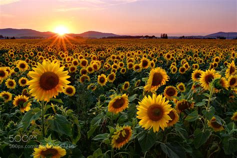 Sunflower Sunset by Timothy Eberly / 500px