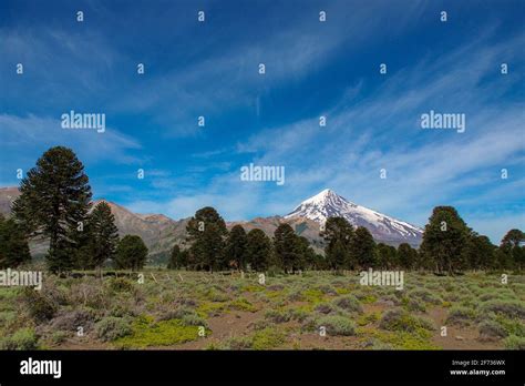 view of Lanin volcano with Araucaria trees, Lanin national park ...