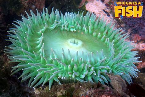 Giant Green Anemone - Who Gives A Fish