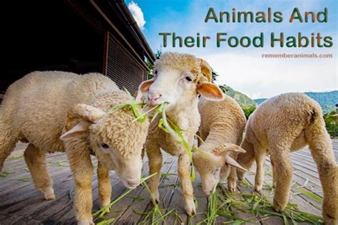 Animals And Their Food Habits - Remember Animals