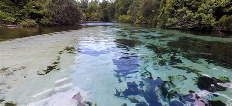 Weeki Wachee Springs, Hernando County | WaterMatters.org