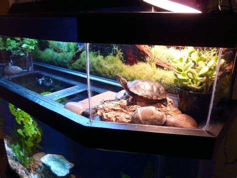 The 12 Coolest Pet Turtle Habitats (with photos) - GeoZoo.org | Turtle habitat, Turtle aquarium ...