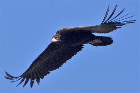 Related species: Eurasian Black Vulture - Ackroyd & Harvey - Conflicted Seeds + Spirit - Cambridge