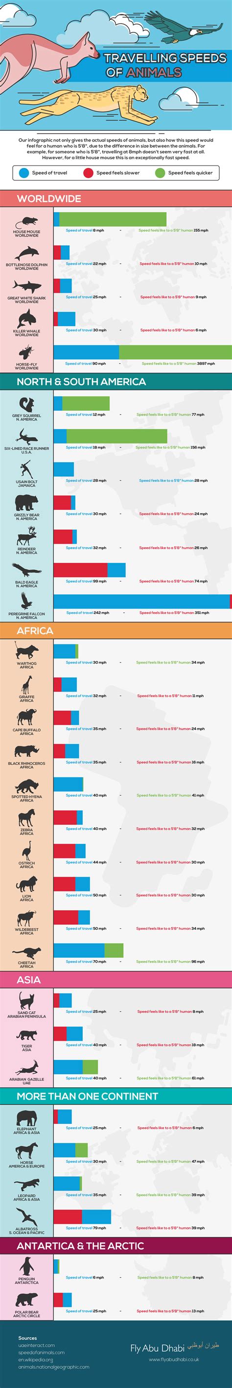 Traveling Speeds of Animals Infographic | Animal Bliss