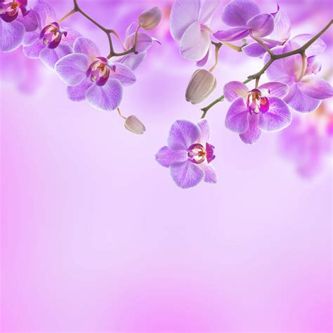 Purple Orchid Background | Purple orchids, Orchid illustration, Orchid drawing