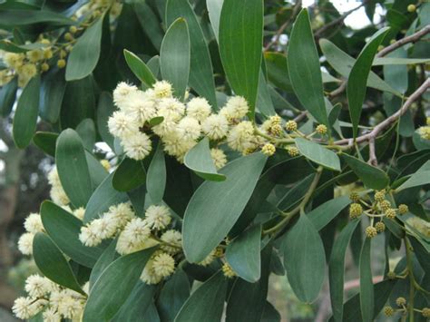 Acacia melanoxylon - Australian Blackwood | World of Flowering Plants