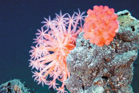 Reefs in the Deepfreeze: Understanding Cold Water Corals | Scuba Diving News, Gear, Education ...