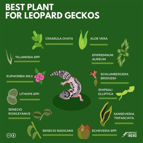 12 Best Plants For A Leopard Gecko Vivarium [and Tips] - Reptile Hero