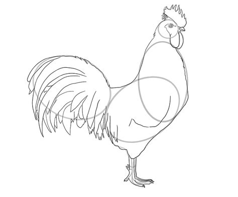How to Draw a Rooster - A Fun and Easy Rooster Drawing Tutorial for All ...
