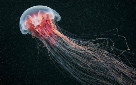 jellyfish, Nature, Sea, Animals Wallpapers HD / Desktop and Mobile Backgrounds