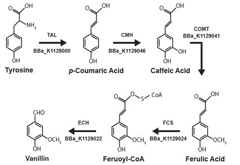 Team:British Columbia/Project/Vanillin - 2013.igem.org