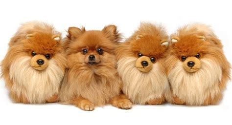 Teddy Bear Dog Breeds – Savory Prime Pet Treats