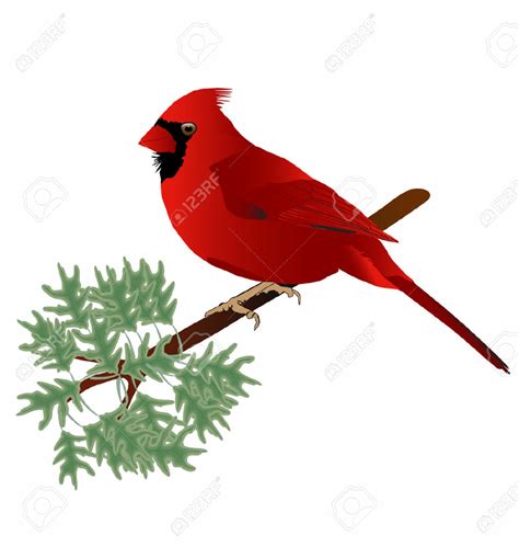 Download High Quality cardinal clipart vector Transparent PNG Images ...