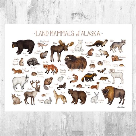 Alaska Land Mammals Field Guide Art Print / Animals of Alaska ...