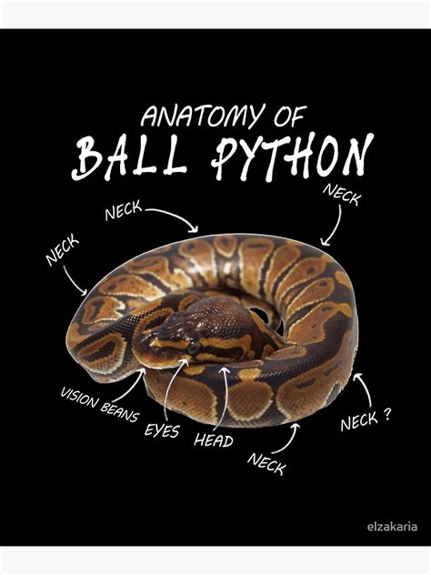 "Anatomy of a Ball Python" Poster by elzakaria | Redbubble