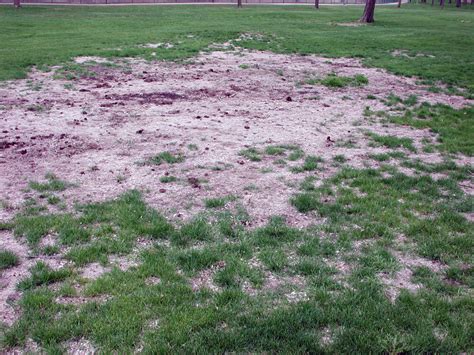 White grub control in lawns | UMN Extension