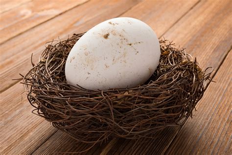 Goose Eggs Trivia, Buying Guide & Production | TexasRealFood