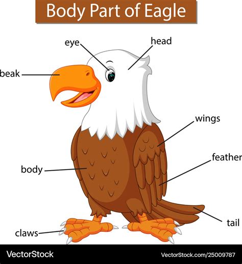 Diagram showing body part eagle Royalty Free Vector Image