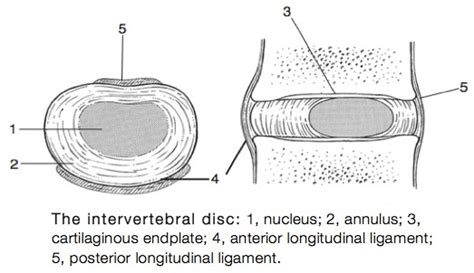 Intervertebral disc - Physiopedia