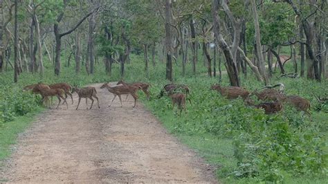 Bhagwan Mahavir Wildlife Sanctuary – Goa, Timings, Entry Fee, Booking