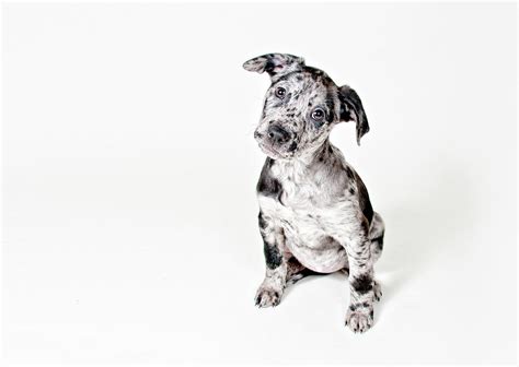 Curious Puppy by Chad Latta